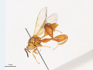  (chalMalaise2859 - CBG-A41777-A09)  @11 [ ] CreativeCommons - Attribution Share - Alike (2024) CBG Photography Group Centre for Biodiversity Genomics