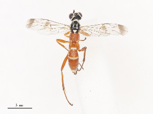  (cryptJanzen01 Malaise1780 - CBG-A41777-D01)  @11 [ ] CreativeCommons - Attribution Share - Alike (2024) CBG Photography Group Centre for Biodiversity Genomics