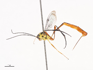  (Eiphosoma macrumDHJ3231 - CBG-A41777-D04)  @11 [ ] CreativeCommons - Attribution Share - Alike (2024) CBG Photography Group Centre for Biodiversity Genomics