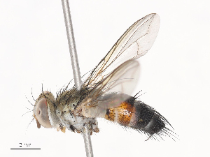  ( - CBG-A41777-F03)  @11 [ ] CreativeCommons - Attribution Share - Alike (2024) CBG Photography Group Centre for Biodiversity Genomics