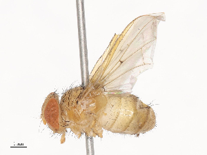  ( - CBG-A41777-F12)  @11 [ ] CreativeCommons - Attribution Share - Alike (2024) CBG Photography Group Centre for Biodiversity Genomics