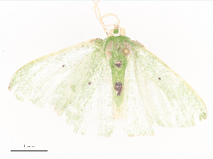  ( - CBG-A41778-F05)  @11 [ ] CreativeCommons - Attribution Share - Alike (2024) CBG Photography Group Centre for Biodiversity Genomics