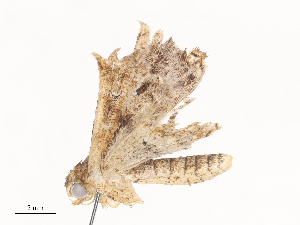  ( - CBG-A41778-G05)  @11 [ ] CreativeCommons - Attribution Share - Alike (2024) CBG Photography Group Centre for Biodiversity Genomics