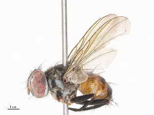  ( - CBG-A41778-G12)  @11 [ ] CreativeCommons - Attribution Share - Alike (2024) CBG Photography Group Centre for Biodiversity Genomics