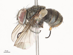  ( - CBG-A41779-B02)  @11 [ ] CreativeCommons - Attribution Share - Alike (2024) CBG Photography Group Centre for Biodiversity Genomics