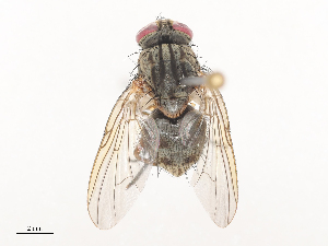  ( - CBG-A41779-B08)  @11 [ ] CreativeCommons - Attribution Share - Alike (2024) CBG Photography Group Centre for Biodiversity Genomics