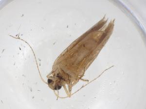  ( - CBG-A40467-F07)  @11 [ ] CreativeCommons - Attribution Share - Alike (2024) Centre for Biodiversity Genomics Centre for Biodiversity Genomics