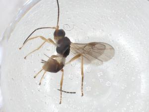  ( - CBG-A40475-G02)  @11 [ ] CreativeCommons - Attribution Share - Alike (2024) Centre for Biodiversity Genomics Centre for Biodiversity Genomics