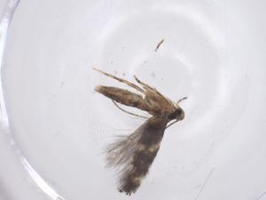  ( - CBG-A40492-E05)  @11 [ ] CreativeCommons - Attribution Share - Alike (2024) Centre for Biodiversity Genomics Centre for Biodiversity Genomics