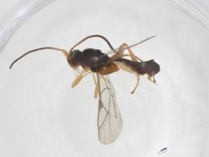  ( - CBG-A41193-A02)  @11 [ ] CreativeCommons - Attribution Share - Alike (2024) Centre for Biodiversity Genomics Centre for Biodiversity Genomics