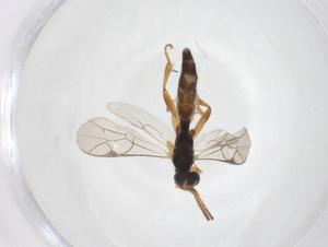  ( - CBG-A41193-A05)  @11 [ ] CreativeCommons - Attribution Share - Alike (2024) Centre for Biodiversity Genomics Centre for Biodiversity Genomics