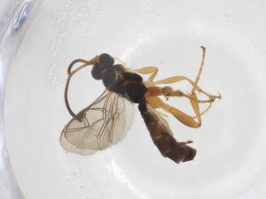  ( - CBG-A41193-C02)  @11 [ ] CreativeCommons - Attribution Share - Alike (2024) Centre for Biodiversity Genomics Centre for Biodiversity Genomics