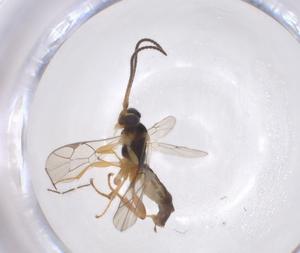  ( - CBG-A41194-E11)  @11 [ ] CreativeCommons - Attribution Share - Alike (2024) Centre for Biodiversity Genomics Centre for Biodiversity Genomics