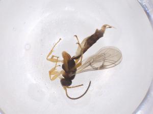  ( - CBG-A41194-F11)  @11 [ ] CreativeCommons - Attribution Share - Alike (2024) Centre for Biodiversity Genomics Centre for Biodiversity Genomics