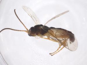  ( - CBG-A41194-H10)  @11 [ ] CreativeCommons - Attribution Share - Alike (2024) Centre for Biodiversity Genomics Centre for Biodiversity Genomics