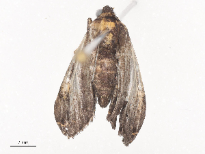  ( - CBG-A41821-D08)  @11 [ ] CreativeCommons - Attribution Share - Alike (2024) CBG Photography Group Centre for Biodiversity Genomics