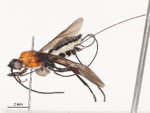  (Gracilibracon Malaise2120 - CBG-A41821-F09)  @11 [ ] CreativeCommons - Attribution Share - Alike (2024) CBG Photography Group Centre for Biodiversity Genomics