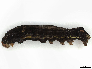  ( - CBG-A41821-H10)  @11 [ ] CreativeCommons - Attribution Share-Alike (2024) CBG Photography Group Centre for Biodiversity Genomics