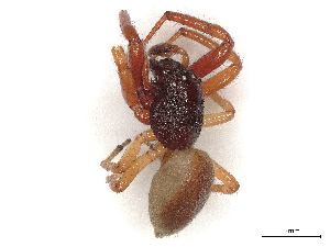  ( - CBG-A41844-H07)  @11 [ ] CreativeCommons - Attribution Share-Alike (2024) CBG Photography Group Centre for Biodiversity Genomics
