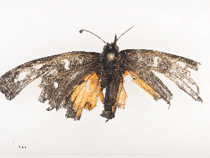  ( - CBG-A40213-G06)  @11 [ ] CreativeCommons - Attribution Share - Alike (2024) CBG Photography Group Centre for Biodiversity Genomics