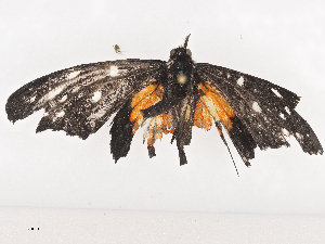  ( - CBG-A40214-B07)  @11 [ ] CreativeCommons - Attribution Share - Alike (2024) CBG Photography Group Centre for Biodiversity Genomics