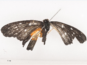  ( - CBG-A40214-G05)  @11 [ ] CreativeCommons - Attribution Share - Alike (2024) CBG Photography Group Centre for Biodiversity Genomics