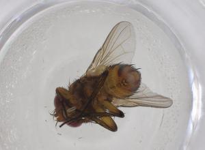  (Siphona Wood05 - CBG-A40949-C04)  @11 [ ] CreativeCommons - Attribution Share - Alike (2024) Centre for Biodiversity Genomics Centre for Biodiversity Genomics