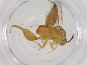  ( - CBG-A40959-C08)  @11 [ ] CreativeCommons - Attribution Share - Alike (2024) Centre for Biodiversity Genomics Centre for Biodiversity Genomics