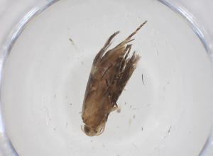  ( - CBG-A40962-D09)  @11 [ ] CreativeCommons - Attribution Share - Alike (2024) Centre for Biodiversity Genomics Centre for Biodiversity Genomics