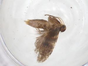  ( - CBG-A40962-H03)  @11 [ ] CreativeCommons - Attribution Share - Alike (2024) Centre for Biodiversity Genomics Centre for Biodiversity Genomics