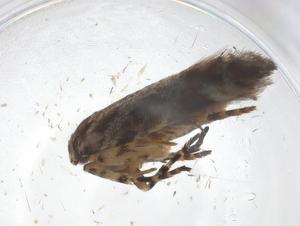  ( - CBG-A40981-D01)  @11 [ ] CreativeCommons - Attribution Share - Alike (2024) Centre for Biodiversity Genomics Centre for Biodiversity Genomics