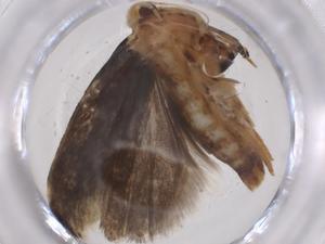  (gelMalaise01 Malaise0039 - CBG-A41368-F03)  @11 [ ] CreativeCommons - Attribution Share - Alike (2024) Centre for Biodiversity Genomics Centre for Biodiversity Genomics