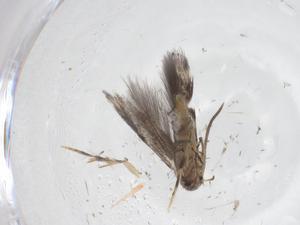  ( - CBG-A41377-G07)  @11 [ ] CreativeCommons - Attribution Share - Alike (2024) Centre for Biodiversity Genomics Centre for Biodiversity Genomics