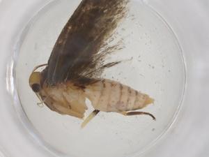  ( - CBG-A41385-A07)  @11 [ ] CreativeCommons - Attribution Share - Alike (2024) Centre for Biodiversity Genomics Centre for Biodiversity Genomics