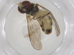  ( - CBG-A41385-D02)  @11 [ ] CreativeCommons - Attribution Share - Alike (2024) Centre for Biodiversity Genomics Centre for Biodiversity Genomics