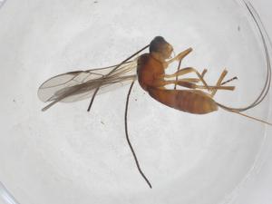  ( - CBG-A41386-A05)  @11 [ ] CreativeCommons - Attribution Share - Alike (2024) Centre for Biodiversity Genomics Centre for Biodiversity Genomics