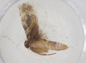  ( - CBG-A41386-B08)  @11 [ ] CreativeCommons - Attribution Share - Alike (2024) Centre for Biodiversity Genomics Centre for Biodiversity Genomics