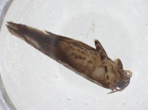  ( - CBG-A41389-D05)  @11 [ ] CreativeCommons - Attribution Share - Alike (2024) Centre for Biodiversity Genomics Centre for Biodiversity Genomics