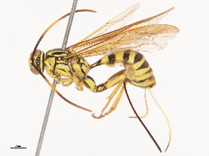  ( - CBG-A41812-C10)  @11 [ ] CreativeCommons - Attribution Share - Alike (2024) CBG Photography Group Centre for Biodiversity Genomics