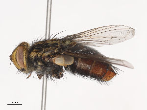  ( - CBG-A41814-A04)  @11 [ ] CreativeCommons - Attribution Share - Alike (2024) CBG Photography Group Centre for Biodiversity Genomics