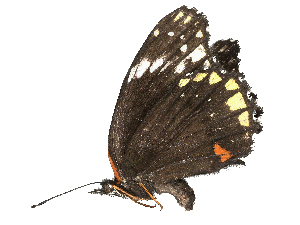  (Chlosyne laciniaDHJ02 - CBG-A41816-F03)  @11 [ ] CreativeCommons - Attribution Share-Alike (2024) CBG Photography Group Centre for Biodiversity Genomics