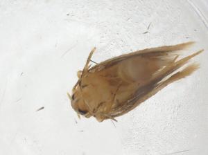  ( - CBG-A42854-A01)  @11 [ ] CreativeCommons - Attribution Share - Alike (2024) Centre for Biodiversity Genomics Centre for Biodiversity Genomics