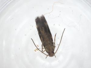  ( - CBG-A42859-F01)  @11 [ ] CreativeCommons - Attribution Share - Alike (2024) Centre for Biodiversity Genomics Centre for Biodiversity Genomics