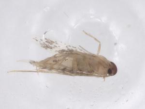  ( - CBG-A42875-C11)  @11 [ ] CreativeCommons - Attribution Share - Alike (2024) Centre for Biodiversity Genomics Centre for Biodiversity Genomics