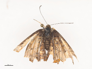  (rioMalaise2176 - CBG-A44305-D02)  @11 [ ] CreativeCommons - Attribution Share - Alike (2024) CBG Photography Group Centre for Biodiversity Genomics