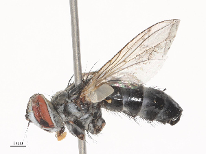  ( - CBG-A44306-G11)  @11 [ ] CreativeCommons - Attribution Share - Alike (2024) CBG Photography Group Centre for Biodiversity Genomics