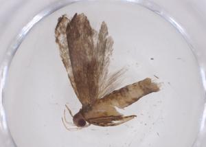  ( - CBG-A41231-C09)  @11 [ ] CreativeCommons - Attribution Share - Alike (2024) Centre for Biodiversity Genomics Centre for Biodiversity Genomics