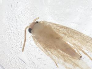  ( - CBG-A41237-G12)  @11 [ ] CreativeCommons - Attribution Share - Alike (2024) Centre for Biodiversity Genomics Centre for Biodiversity Genomics