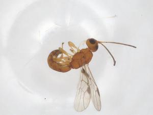  ( - CBG-A41241-D02)  @11 [ ] CreativeCommons - Attribution Share - Alike (2024) Centre for Biodiversity Genomics Centre for Biodiversity Genomics