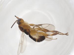  ( - CBG-A41241-H06)  @11 [ ] CreativeCommons - Attribution Share - Alike (2024) Centre for Biodiversity Genomics Centre for Biodiversity Genomics